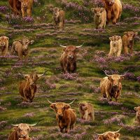 ttWEST-CD4396-MEADOW