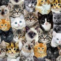 ttCAT-CD8417-MULTI