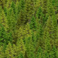 ttNATURE-CD3831-FOREST